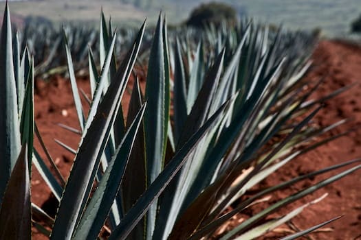 The Agave plant